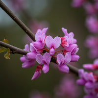 Western Redbud Cercis Occidentalis – Cold Hardy Flowering Tree Seeds