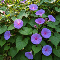 Cairo Morning Glory Ipomoea Cairica – Climbing Garden Flower Seeds