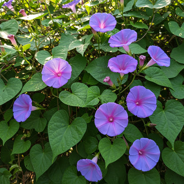 Cairo Morning Glory Ipomoea Cairica – Climbing Garden Flower Seeds