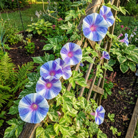 Purple Blizblast Youjiro – Garden Flower Seeds