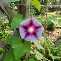 Garnet Star Lime – Garden Flower Seeds