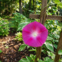 The Brilliance Of – Garden Flower Seeds