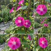 The Brilliance Of – Garden Flower Seeds