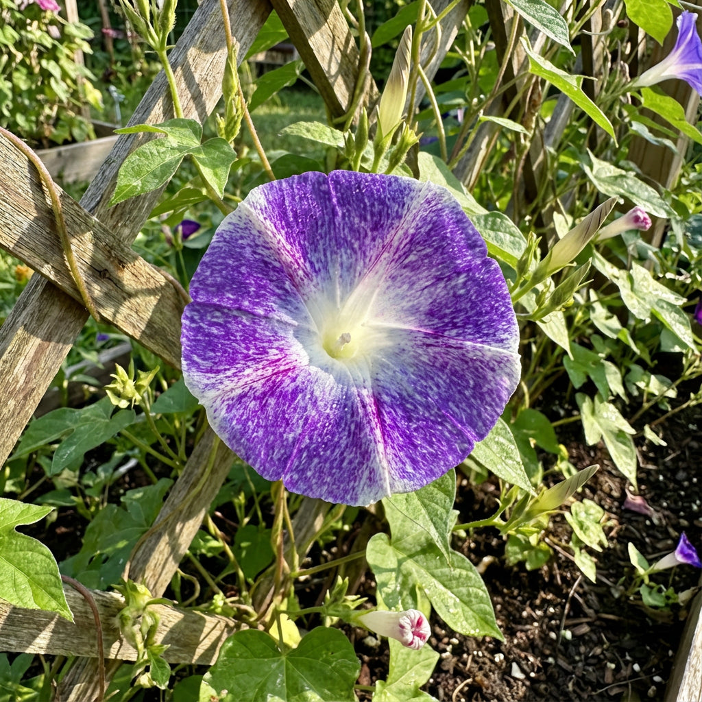 Purple Shroud Japanese – Garden Flower Seeds