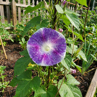 Purple Shroud Japanese – Garden Flower Seeds