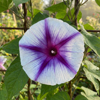 Bayou Beauty Japanese – Garden Flower Seeds