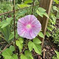 Pink Party Japanese – Garden Flower Seeds
