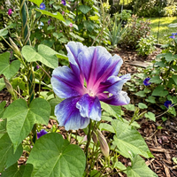 Blue Emperor Japanese – Garden Flower Seeds