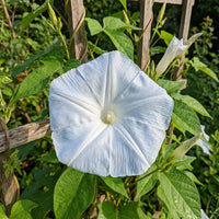 Ice Silk Japanese – Garden Flower Seeds