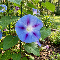 Sky Blue Shibori – Garden Flower Seeds