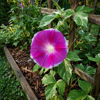 The Dawn Of – Garden Flower Seeds
