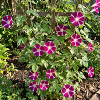 Red Blizblast Youjiro – Garden Flower Seeds