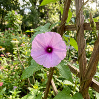 Wrights Morning Glory – Garden Flower Seeds