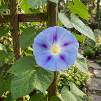 Bluestreaks Japanese Morning – Garden Flower Seeds