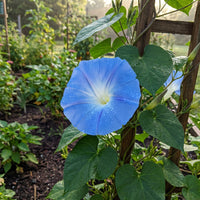 Clear Blue Sky – Garden Flower Seeds