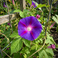 Purple Blast Japanese – Garden Flower Seeds