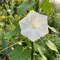 Kikyo Light Pink – Garden Flower Seeds