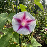 Garnet Star Japanese – Garden Flower Seeds
