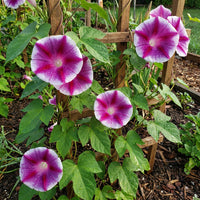 Garnet Star Japanese – Garden Flower Seeds