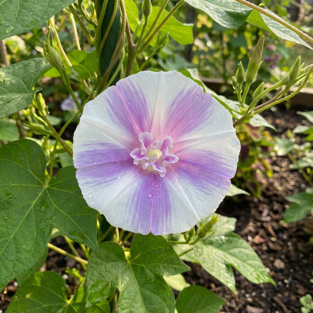 Pink Youjiro With – Garden Flower Seeds