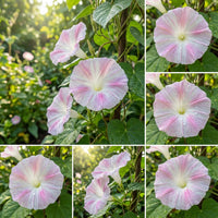 Whitepink Shibori Ipomoea – Garden Flower Seeds