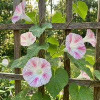 Whitepink Shibori Ipomoea – Garden Flower Seeds