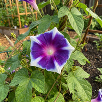 Kikyo Split Purpleflakes – Garden Flower Seeds