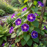 Dark Violet Kawaii – Garden Flower Seeds