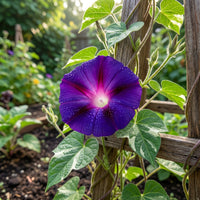 Black Queen Japanese – Garden Flower Seeds