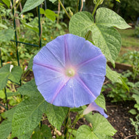 Sun Smile Blue – Garden Flower Seeds