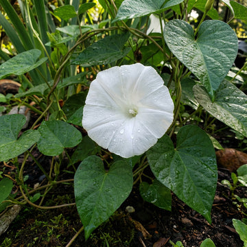 White Tievine Ipomoea – Garden Flower Seeds