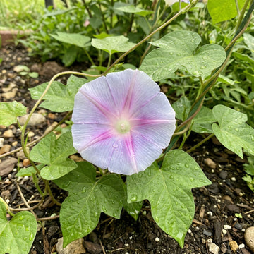 Kikyo Light Violet – Garden Flower Seeds