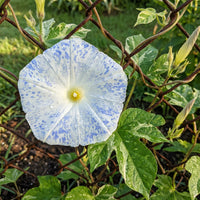 Ocean Mist Japanese – Garden Flower Seeds