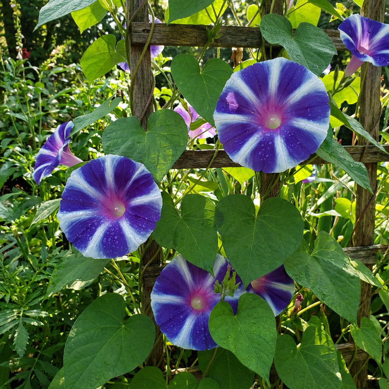 Blue Suede Fuji – Garden Flower Seeds