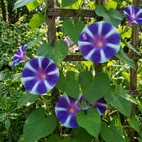 Blue Suede Fuji – Garden Flower Seeds