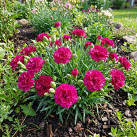 Carnation Dianthus Caryophyllus – Chabaud Magenta Flower Seeds