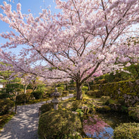 Prunus Serrulata – Japanese Cherry Blossom Tree Seeds