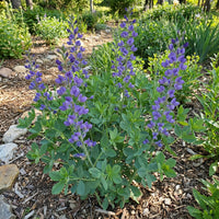 Blue Wild Indigo Baptisia – Hardy Wildflower Garden Seeds