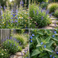 Azure Blue Sage – Hardy Wildflower Seeds