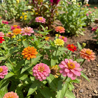 Zinnia Dwarf Thumbelina Mix Zinnia Elegans – Compact Colorful Garden Flower Seeds