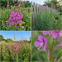 Fireweed Chamerion Angustifolium – Hardy Wildflower Seeds