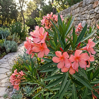 Oleander Nerium – Salmon Pink Flowering Shrub Seeds
