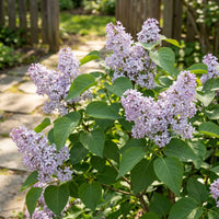 Early Broadleaf Lilac Syringa Oblata – Fragrant Flowering Shrub Seeds