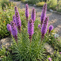 Prairie Blazing Star Liatris Punctata – Perennial Wildflower Seeds