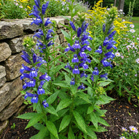 Great Blue Lobelia – Colorful Wildflower Seeds