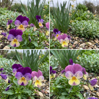 Helen Mount Johnny Jump Up – Hardy Wildflower Garden Seeds