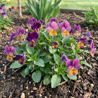 Helen Mount Johnny Jump Up – Hardy Wildflower Garden Seeds