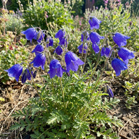 California Bluebell Phacelia Campanularia – Colorful Wildflower Seeds