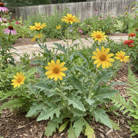 Engelmann Daisy Engelmannia Perennis – Colorful Wildflower Garden Seeds