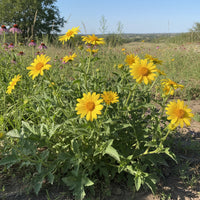 Engelmann Daisy Engelmannia Perennis – Colorful Wildflower Garden Seeds